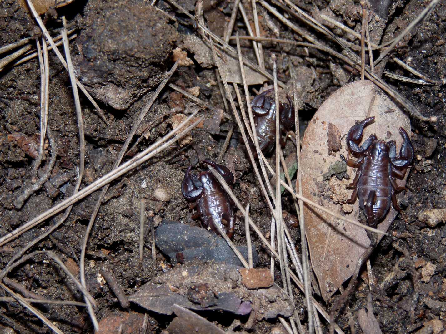 Euscorpius flavicaudis sotto le cortecce